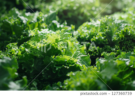 Sustainable vertical agriculture, lettuce growing in a controlled environment, eco-friendly farming concept 127360739