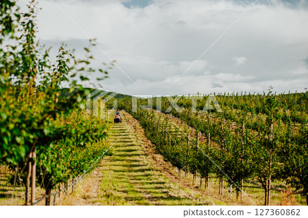 Farmer driving small tractor in orchard, enjoying peaceful moment. 127360862