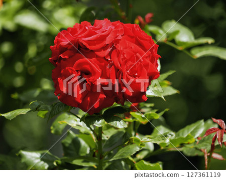 A bunch of red roses. Rose flower branch. Hybrid garden rose blooming bouquet A bunch of red roses. Rose flower branch. Hybrid garden rose blooming bouquet 127361119