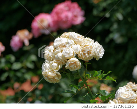 A bunch of white roses. Rose flower branch. Hybrid garden rose blooming bouquet 127361120