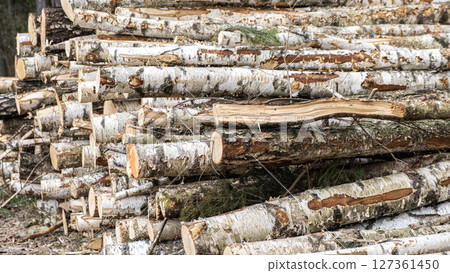 Wooden Logs with Forest on Background. Wood as a source renewable energy. Lumber industry. 127361450