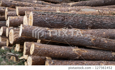 Wooden Logs with Forest on Background. Wood as a source renewable energy. Lumber industry. Wooden Logs with Forest on Background. Wood as a source renewable energy. Lumber industry. 127361452