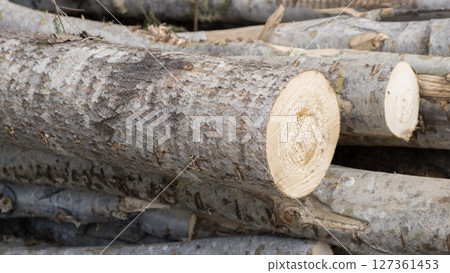 Wooden Logs with Forest on Background. Wood as a source renewable energy. Lumber industry. Wooden Logs with Forest on Background. Wood as a source renewable energy. Lumber industry. 127361453
