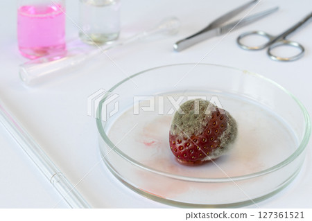 Strawberry sample with visible rot in sterile Petri dish, experimental laboratory study of fungal contamination (Botrytis cinerea) in fruit, laboratory experiment, food hygiene 127361521