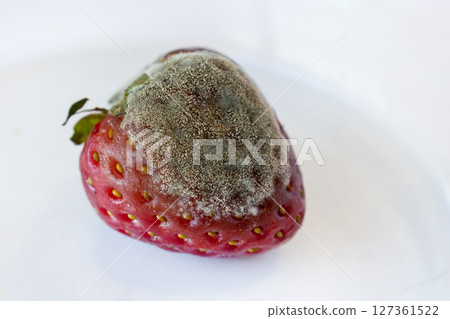Heavy mold infestation on strawberry by Botrytis cinerea, thick fungal texture captured in macro, food decomposition under sterile lab conditions, for educational and scientific microbiology resources 127361522