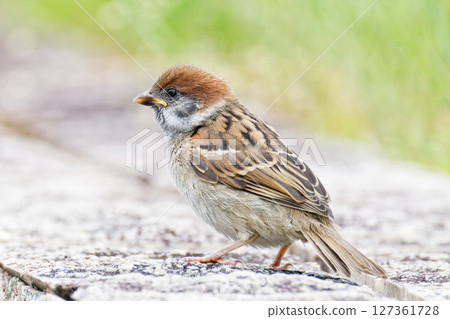 Young sparrows waiting for their parents Young sparrows waiting for their parents 127361728