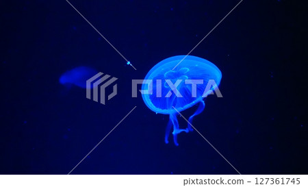 水族館水母 127361745