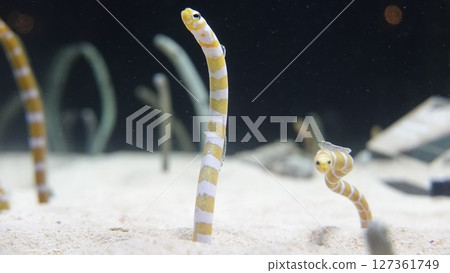 Aquarium's snuff 127361749