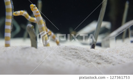 Aquarium's snuff Aquarium's snuff 127361753
