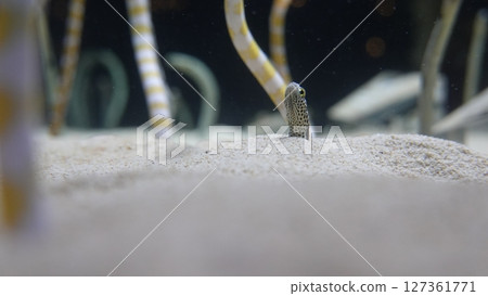 水族館的鼻煙 127361771