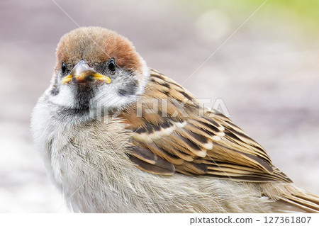 幼小麻雀，特寫 127361807