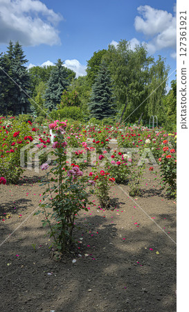 Park area with trees and flowers. Recreation areas and bicycle paths. Tourism 127361921
