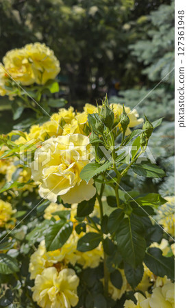 Rose bushes in the city park. Variety of rose varieties and colors. Rose bushes in the city park. Variety of rose varieties and colors. 127361948
