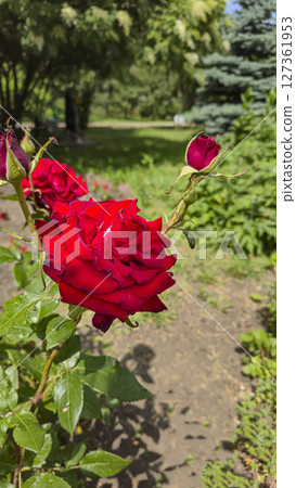 Rose bushes in the city park. Variety of rose varieties and colors. 127361953