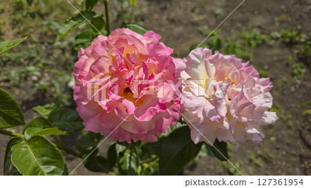 Rose bushes in the city park. Variety of rose varieties and colors. 127361954