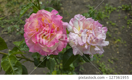 Rose bushes in the city park. Variety of rose varieties and colors. 127361955