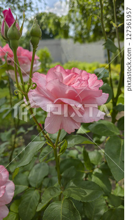 Rose bushes in the city park. Variety of rose varieties and colors. 127361957