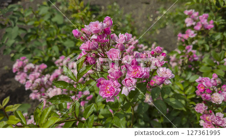 Rose bushes in the city park. Variety of rose varieties and colors. 127361995