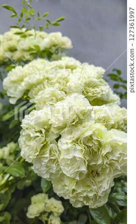 Rose bushes in the city park. Variety of rose varieties and colors. 127361997