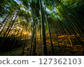 Bamboo forest, Arashiyama, Kyoto, Japan 127362103