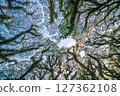 De Djawatan ancient tropical worm's eye view, Java island, Indonesia 127362108