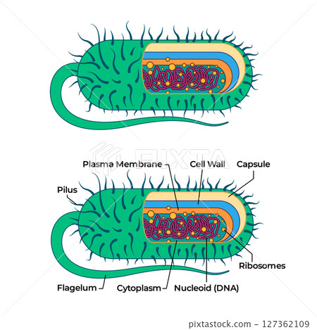 Bacterial cell anatomy capsule with ribosome and flagella bacteria structure 127362109