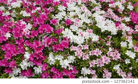 Lots of azalea flowers 127362141