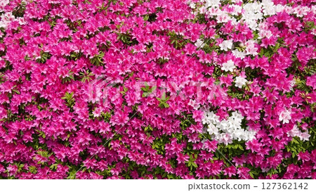 Lots of azalea flowers 127362142