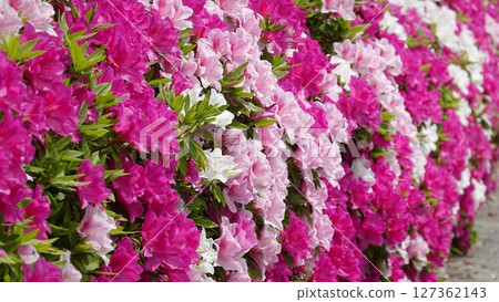 Lots of azalea flowers Lots of azalea flowers 127362143