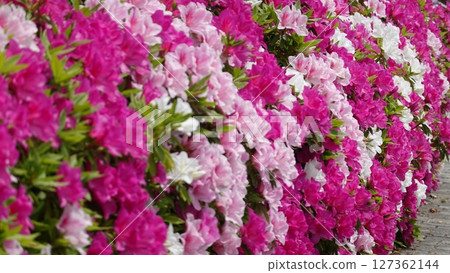 Lots of azalea flowers Lots of azalea flowers 127362144