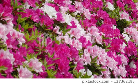 Lots of azalea flowers 127362193