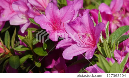 Lots of azalea flowers 127362204