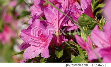 Lots of azalea flowers 127362219