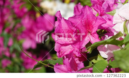 很多杜鵑花 127362223