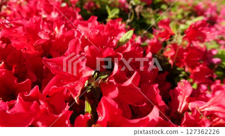 Lots of azalea flowers 127362226