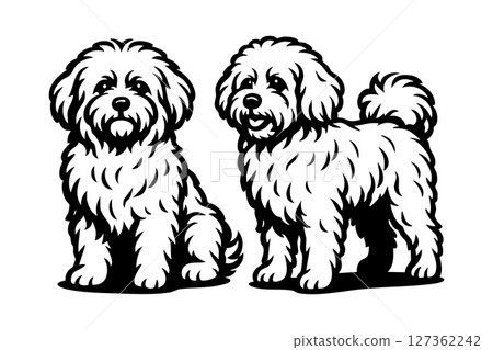 Two cute Bolognese dogs in fluffy fur style, sitting together in clean black and white vector line art, isolated on white. Pet. Two cute Bolognese dogs in fluffy fur style, sitting together in clean black and white vector line art, isolated on white. Pet. 127362242