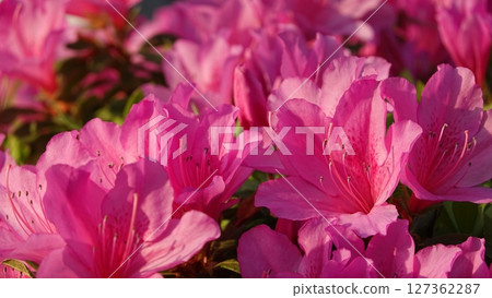 很多杜鵑花 127362287