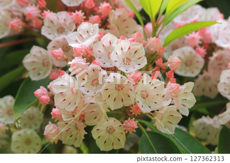 Kalmia in full bloom (early summer image) 127362313