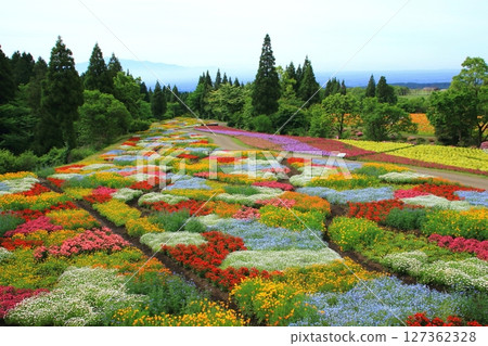 Spring color fields (Kuju Plateau) 127362328