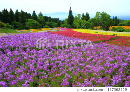 Linaria field in full bloom (Kuju Plateau) 127362329