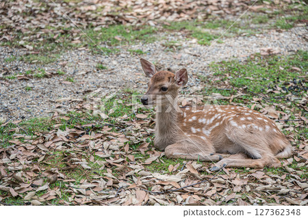 奈良市奈良公園，一隻小鹿在落葉上休息 127362348