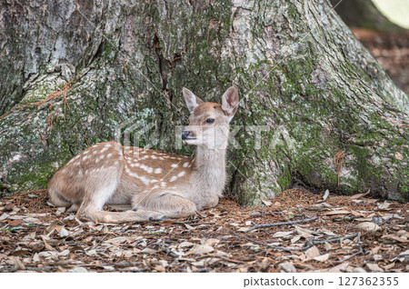 A fawn relaxing at the base of a large tree, Nara Park, Nara City 127362355
