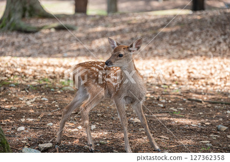 Fawn in Nara Park, Asajigahara Park Fawn in Nara Park, Asajigahara Park 127362358