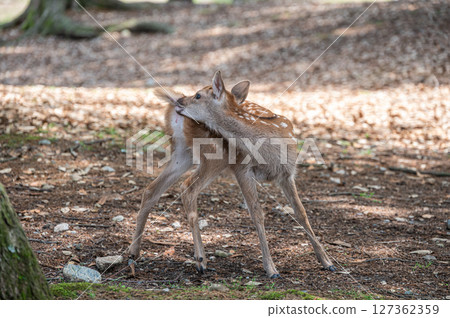 Fawn in Nara Park, Asajigahara Park Fawn in Nara Park, Asajigahara Park 127362359