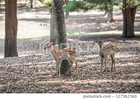 Fawn in Nara Park, Asajigahara Park Fawn in Nara Park, Asajigahara Park 127362360