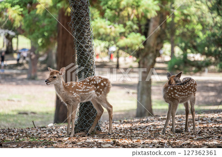 奈良公園的小鹿、朝兒原公園 奈良公園的小鹿、朝兒原公園 127362361