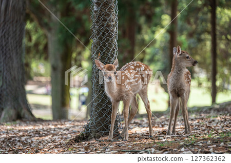 奈良公園的小鹿、朝兒原公園 奈良公園的小鹿、朝兒原公園 127362362