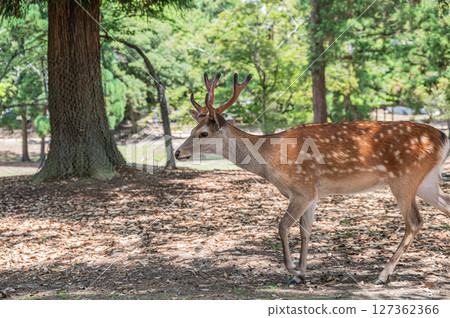 奈良公園、朝兒原公園的鹿（雄性） 127362366