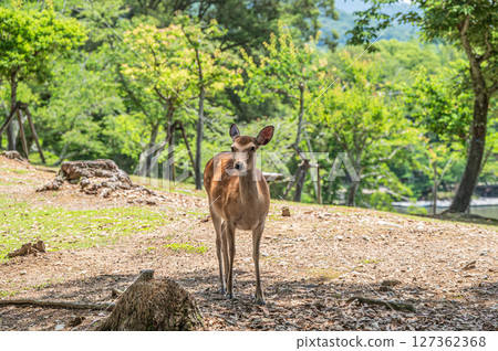 Deer (female) in Nara Park, Asajigahara Park 127362368