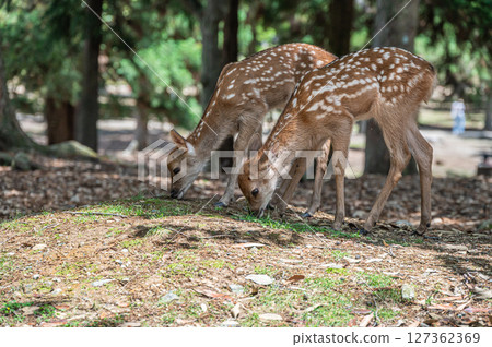 奈良公園的小鹿、朝兒原公園 奈良公園的小鹿、朝兒原公園 127362369